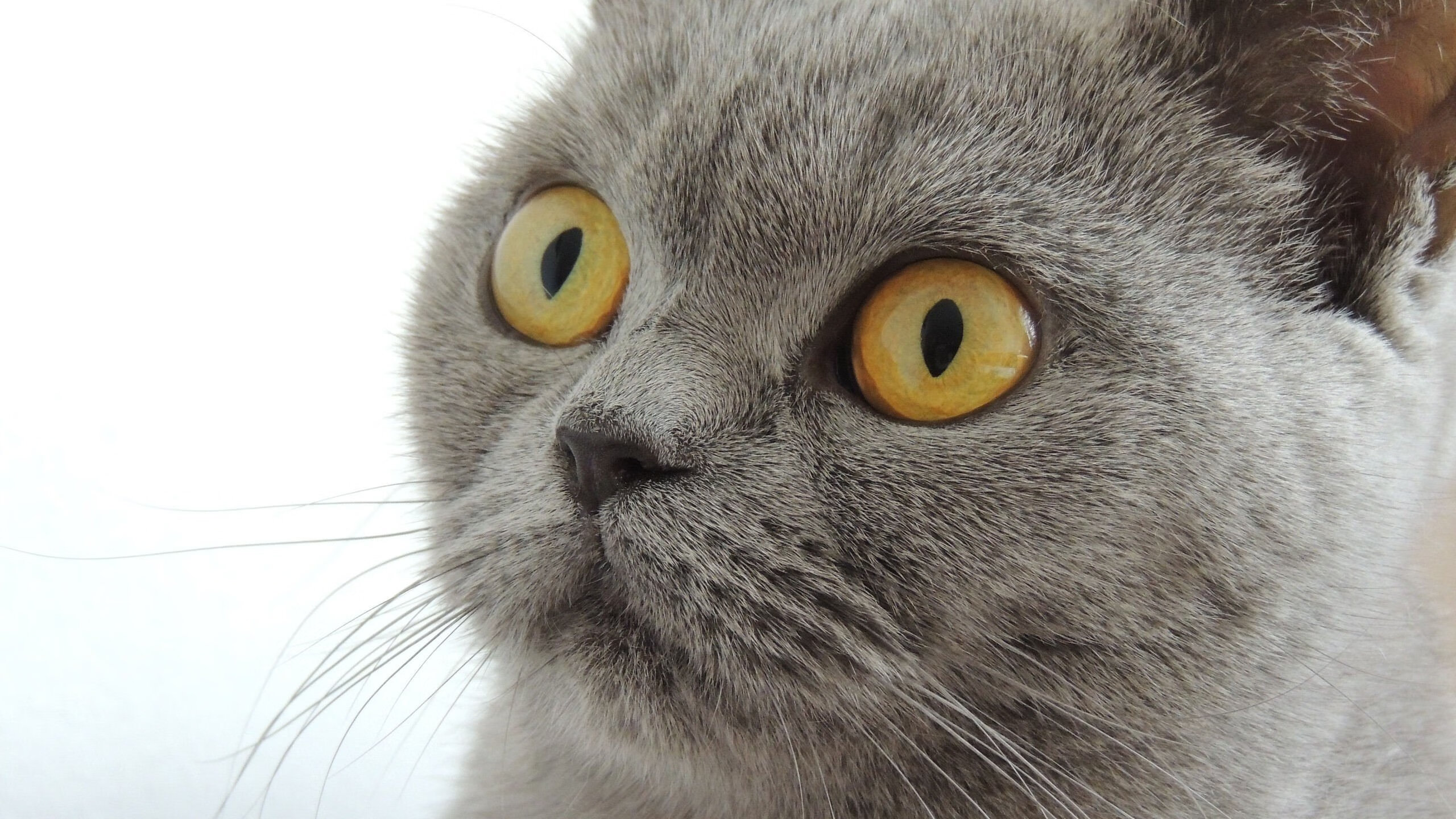 《Dota 2年度大事件,冠军之争激烈升温》,dota2历年冠军和奖金