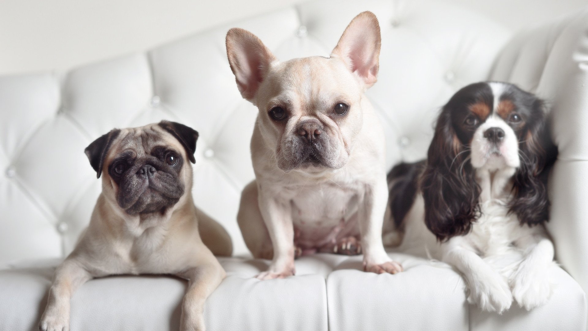 kaiyun官方入口登录-史上最大“黑马队”崛起：逆境中夺冠，十大黑马