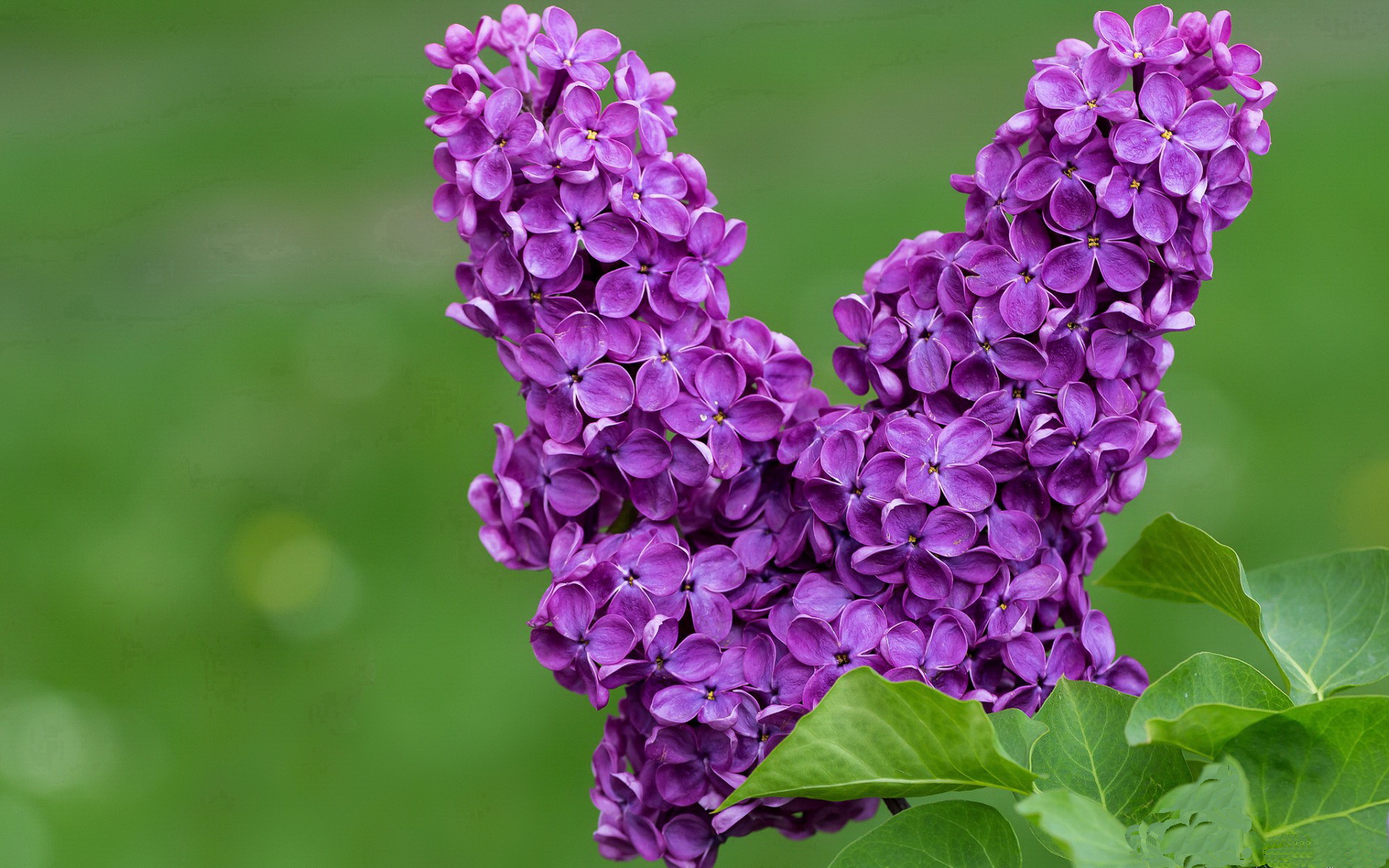 开云中国-大屏幕上的欢呼声：欧冠夜晚的狂热心情