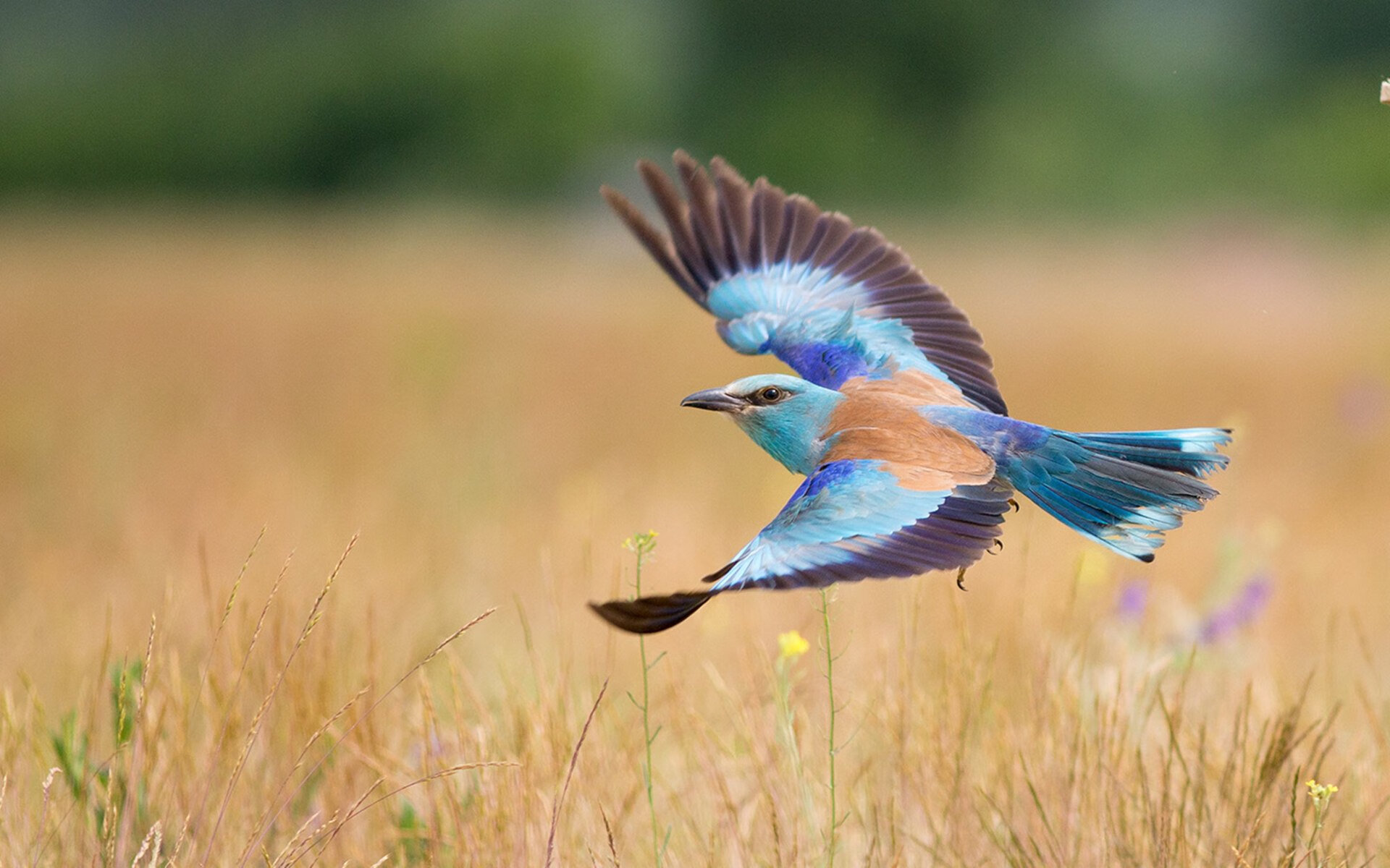 开云体育网页版入口-德甲球队积极引进外援，提升整体水平，德甲球队积极引进外援,提升整体水平