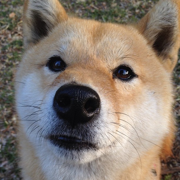 开云官方网站-德甲积分榜：拜仁不断追分，多特迎头赶上，德甲积分ds