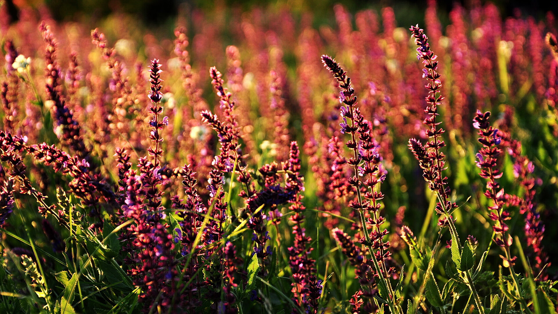 新秀冲击：未来联盟的领路人，新秀阵容
