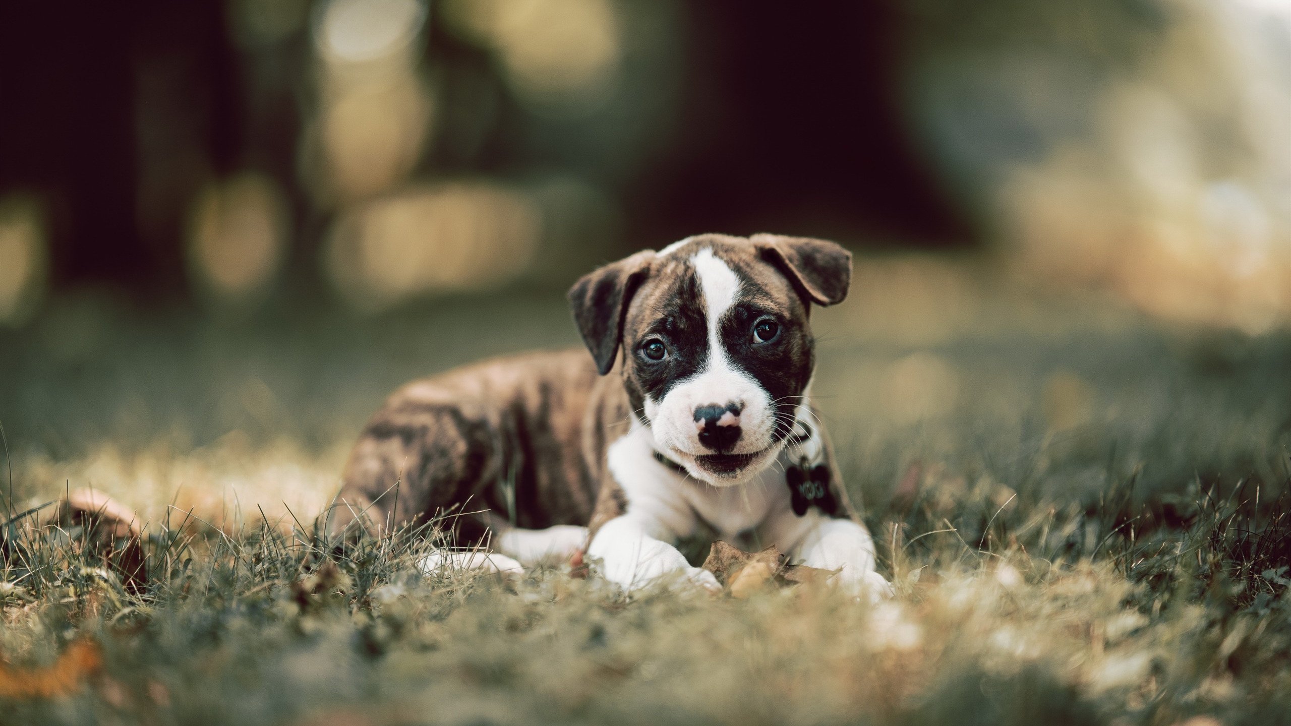 男子游泳接力破全国纪录,张雨霏称“受鼓舞”,男子 游泳 接力