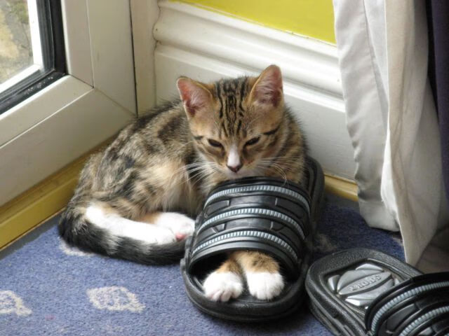 开云·体育官网-男子篮球季后赛战况激烈，男篮季后赛直播