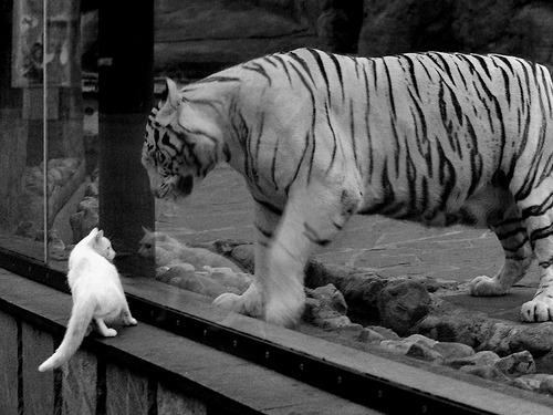 绝杀之神:终场前决定胜负的投篮瞬间,绝杀球给谁