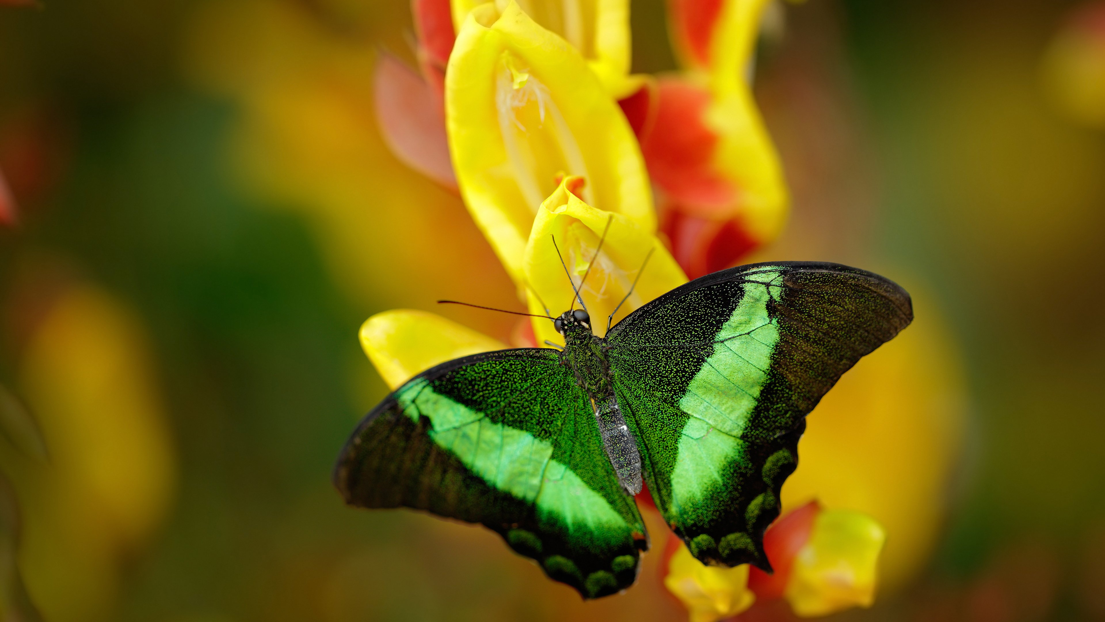 绝杀奇兵:那些让你心跳加速的最后一秒投篮,最后一秒绝杀篮球