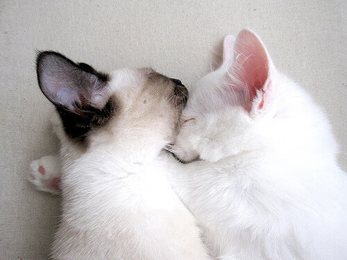 西班牙马术协会推出马术运动员心理健康支持计划，关注骑手身心健康。