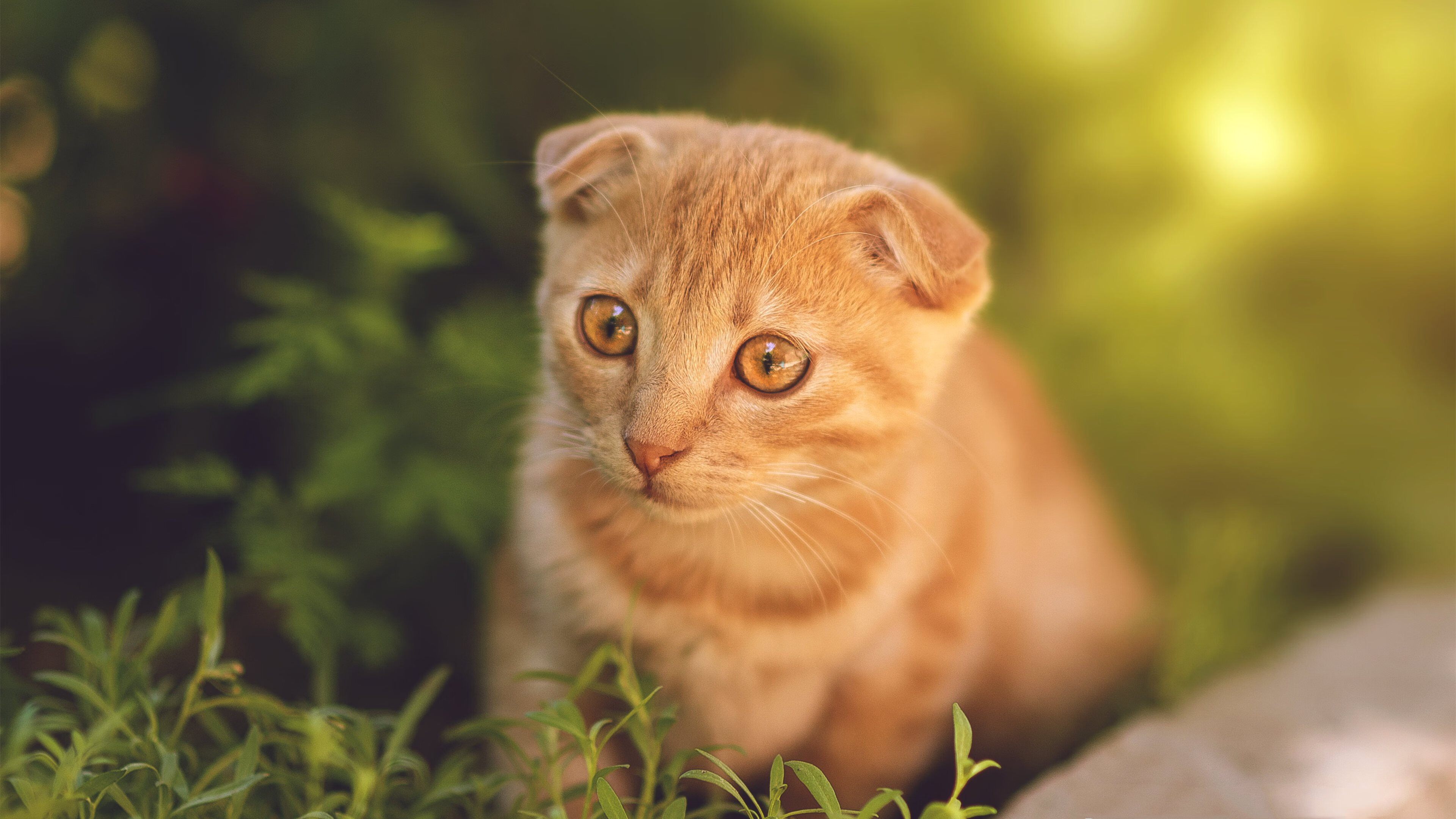 西班牙马术界引入虚拟现实技术,提升马术训练效果。,马术西班牙古典舞步