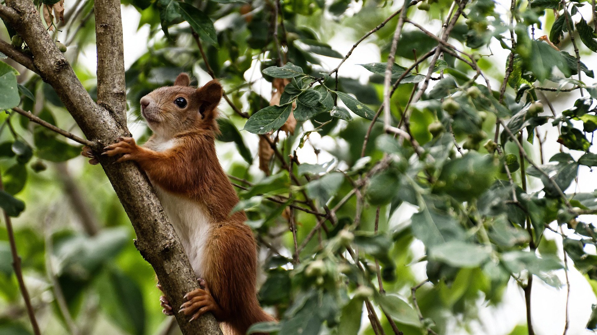 开云官方网站-足球球员表现打分系统投入俱乐部评估，足球球员各项评分app