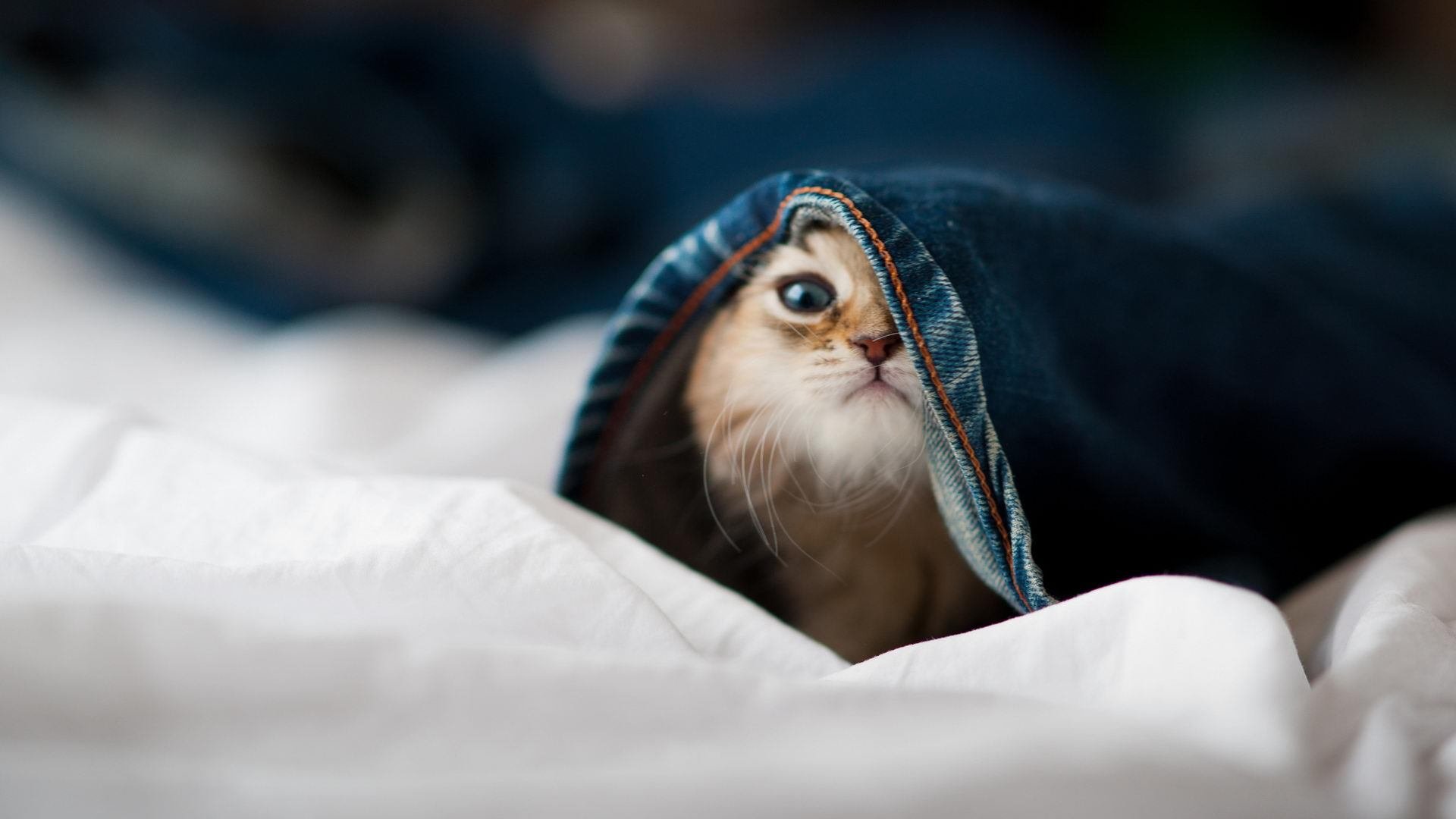 阿莱格里续约尤文图斯，继续执教