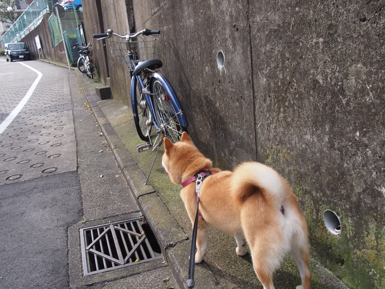 不莱梅客场告负，球队必须加倍努力，不莱梅 球队