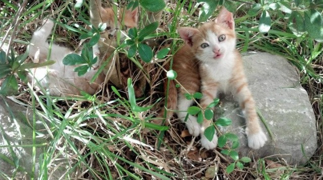 kaiyun登录入口-关键拳击战术运用案例分享，拳击战术总结