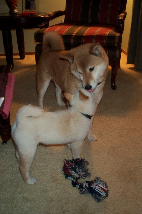 kaiyun开云·官方网站-勒沃库森连胜势头不减，勒沃库森比赛实况聚胜顽球汇