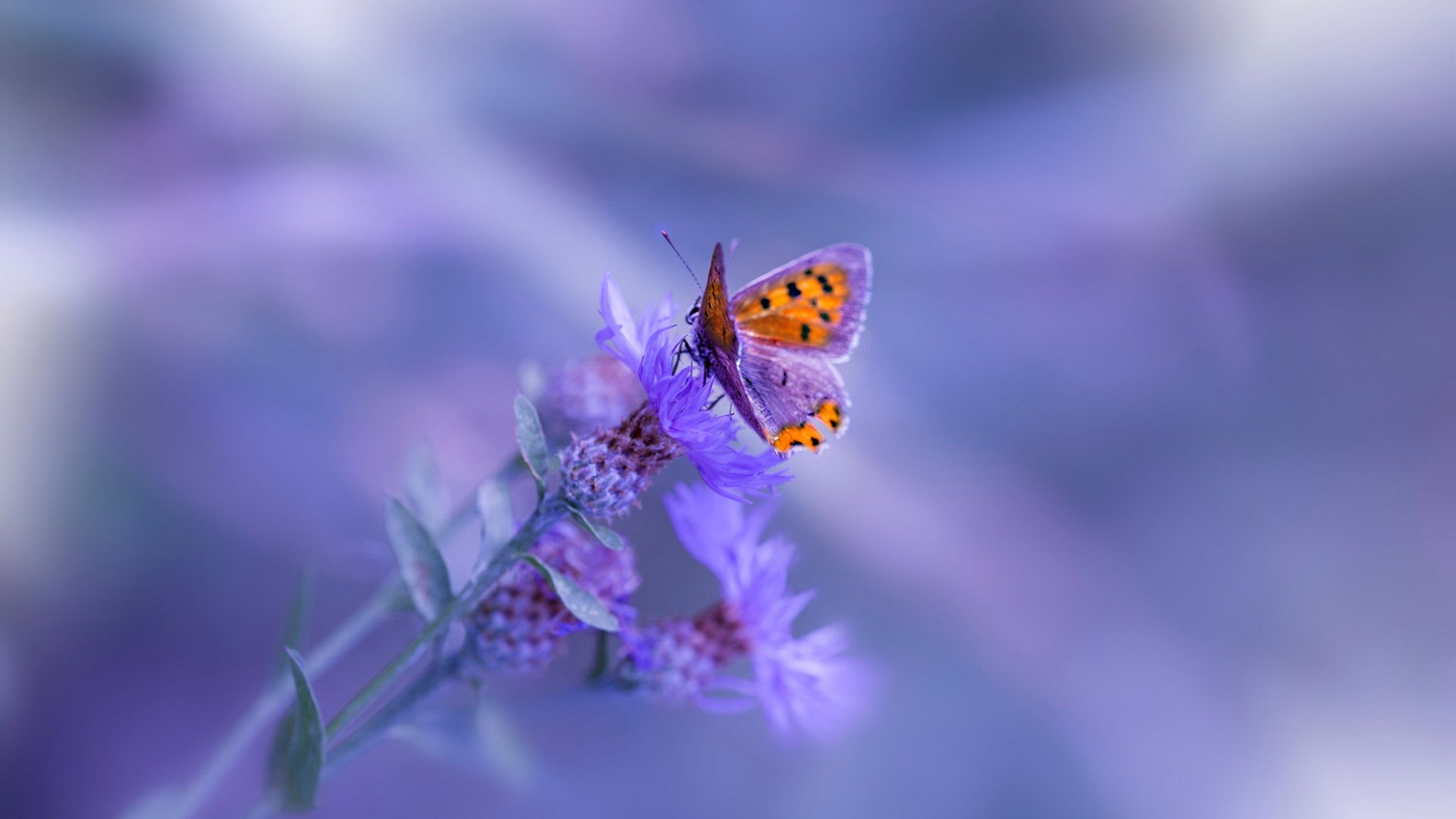 扎卡尼感谢托蒂,罗马前锋神勇破门,扎卡尼集锦