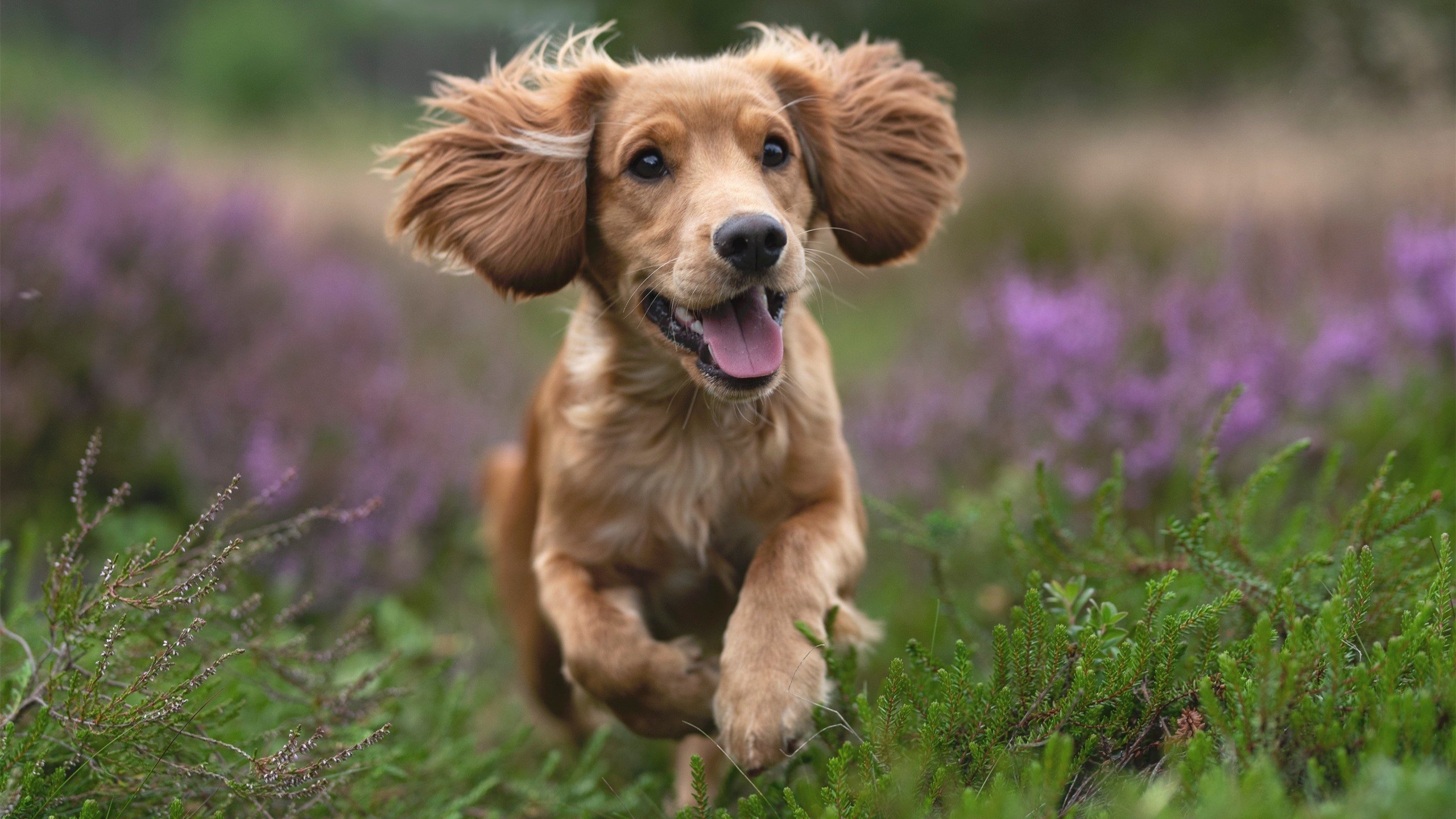 激烈较量！两队球员将在赛场上拼尽全力，两队比赛