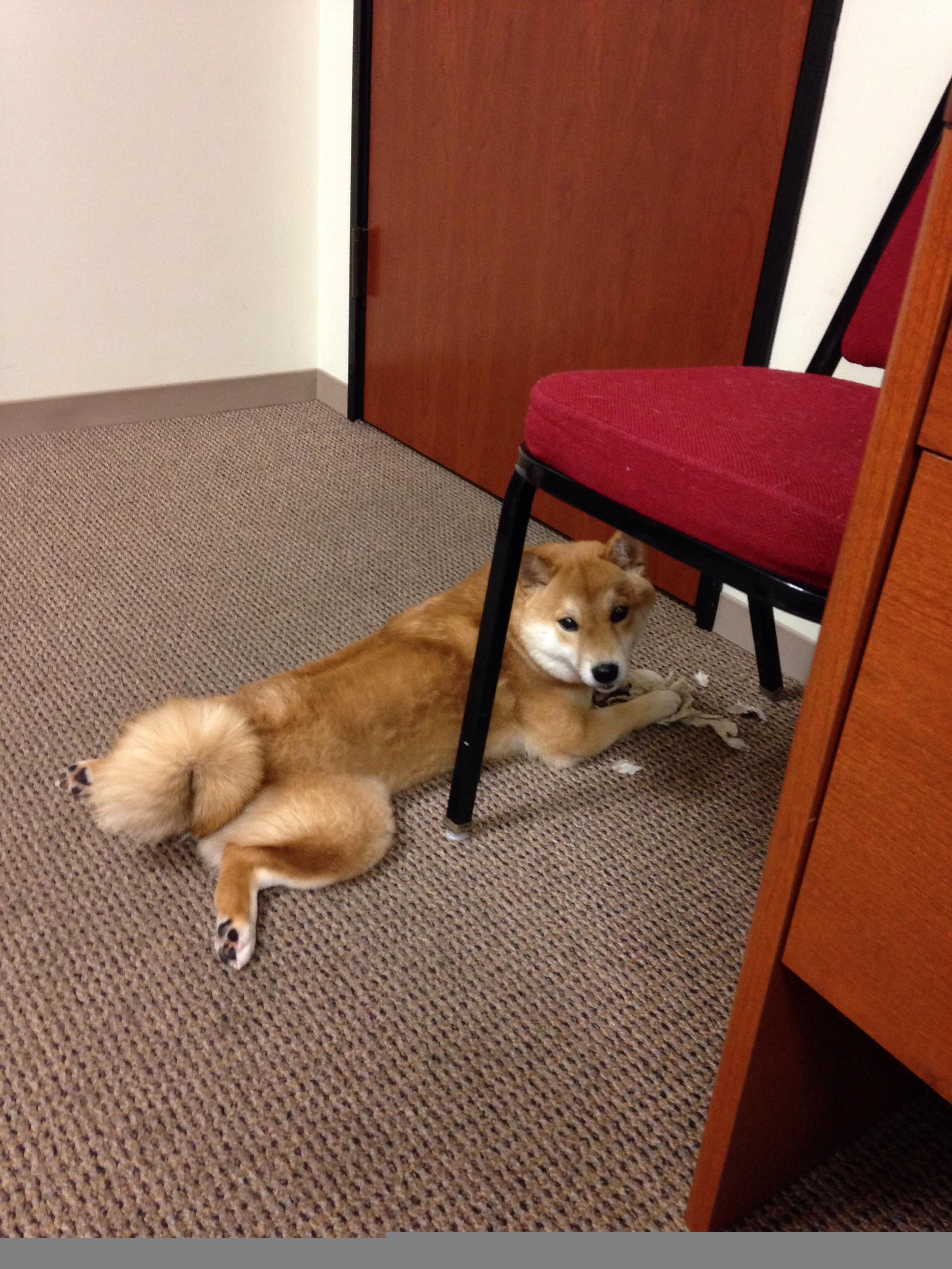 琉球黄金国王连续获胜提振士气,琉球王国历代国王画像