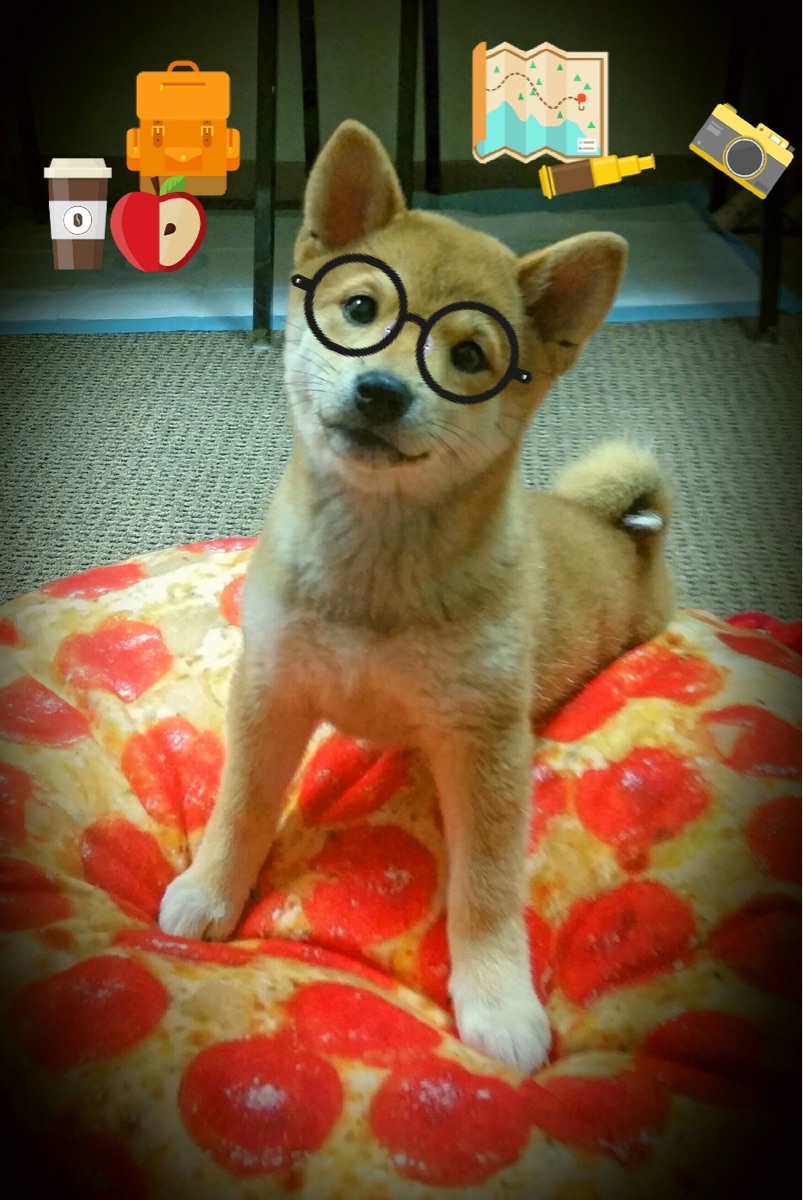 琉球黄金国王连续获胜提振士气，琉球王国官制