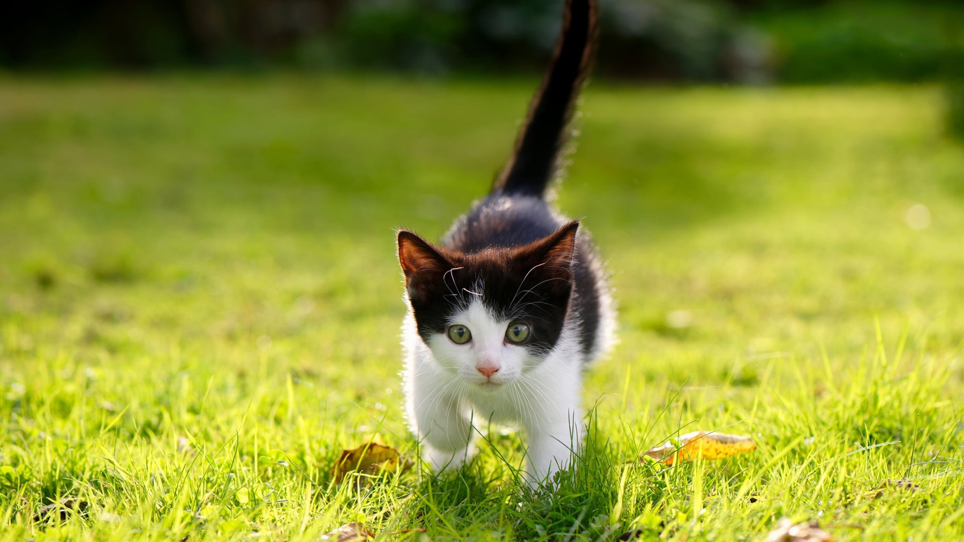 德甲球场周边经济贡献评估与城市联动价值,德甲球队城市分布