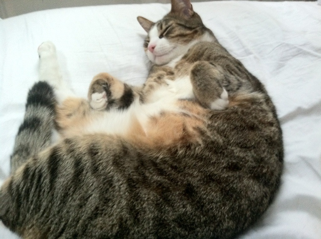 kaiyun开云·官方网站-男子蝶泳滑行比重中美控制最优，蝶泳滑手