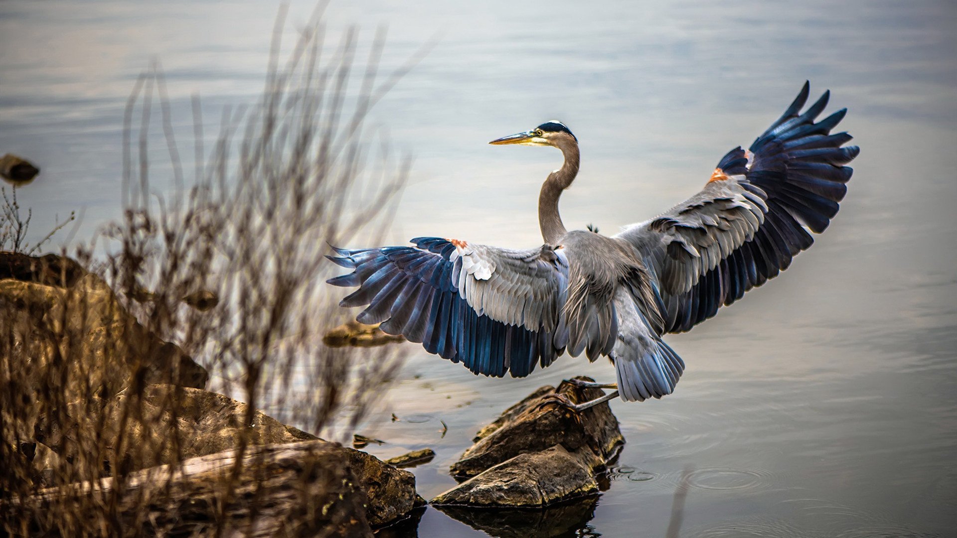 爵士连续五场得分过百进攻端爆发,爵士十连胜